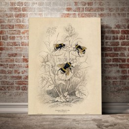 Bumblebee - Poster