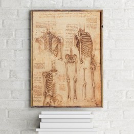 Leonardo Da Vinci'nin Anatomi Desenleri