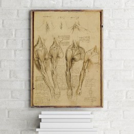 Leonardo da Vinci'nin Omuz, kol ve boyun kasları deseni
