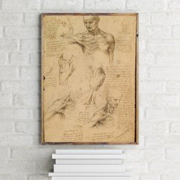 Leonardo da Vinci'nin yüzeysel omuz ve boyun anatomisi deseni